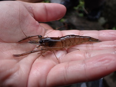 Macrobrachium lar
