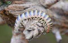 Arthrophaga myriapodina