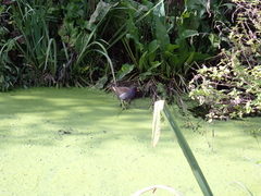 Gallinula chloropus