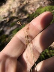 Bulbostylis capillaris