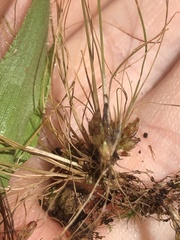 Bulbostylis capillaris