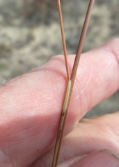 Bouteloua pectinata
