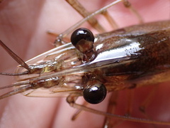 Macrobrachium lar