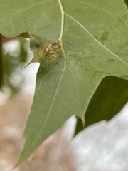Callirhytis favosa