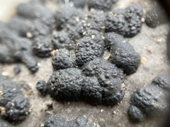 Annulohypoxylon annulatum