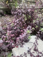 Alternanthera brasiliana