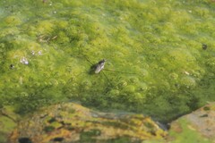 Neogerris hesione