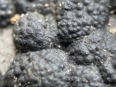 Annulohypoxylon annulatum