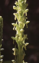 Platanthera tescamnis