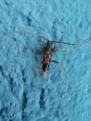 Compsibidion graphicum