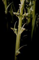 Platanthera tescamnis