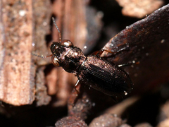Notiophilus rufipes