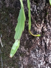 Epiphyllum phyllanthus