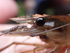 Macrobrachium lar