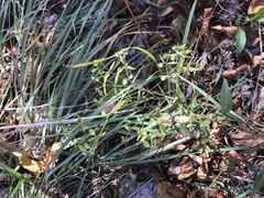 Trichostema setaceum