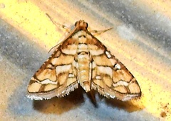 Hileithia magualis