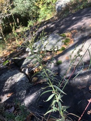 Hypericum radfordiorum