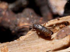 Tomocerus minor