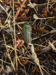 Buprestis aurulenta