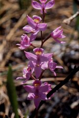 Calopogon multiflorus