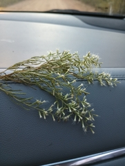 Eupatorium compositifolium