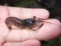 Macrobrachium latimanus