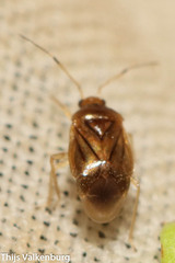 Monalocoris filicis
