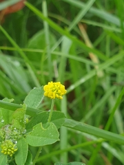 Medicago lupulina