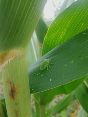 Chinavia marginata