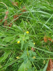 Medicago lupulina