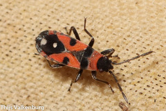 Horvathiolus superbus