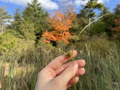 Carex sychnocephala