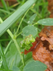 Medicago lupulina
