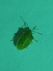 Thyanta custator accerra