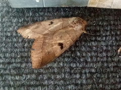 Thyas coronata
