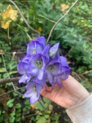 Aconitum uncinatum