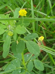 Medicago lupulina