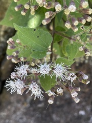 Chromolaena collina