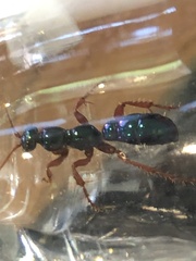 Diamma bicolor