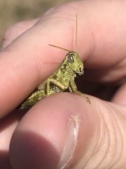 Campylacantha olivacea