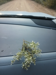 Eupatorium compositifolium