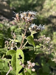 Chromolaena collina