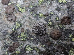 Umbilicaria cylindrica