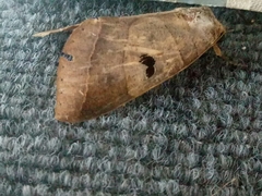 Thyas coronata