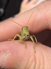 Campylacantha olivacea