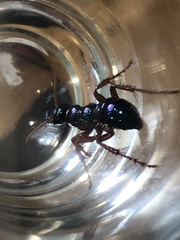 Diamma bicolor