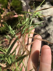 Dichanthelium lanuginosum