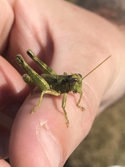 Campylacantha olivacea