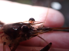 Macrobrachium latimanus