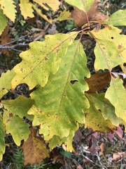 Quercus muehlenbergii